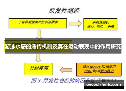 游泳水感的遗传机制及其在运动表现中的作用研究